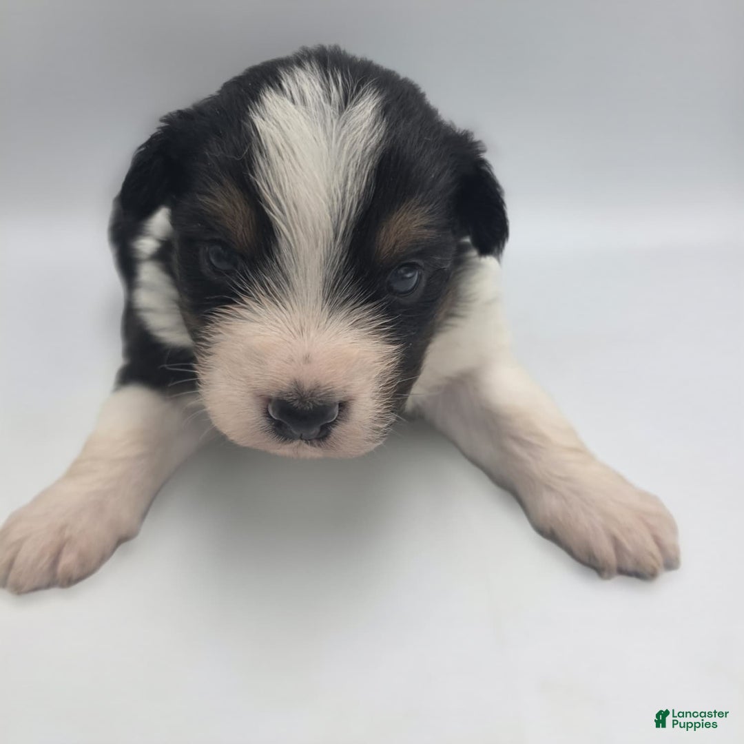 Australian Shepherd dogs for sale: Belle - Ad 1