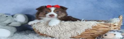 Miniature Australian Shepherd dogs for sale: ELVIS - Ad 4