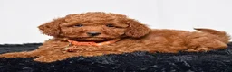Mini Goldendoodle dogs for sale: Mr. Micky - Ad 8