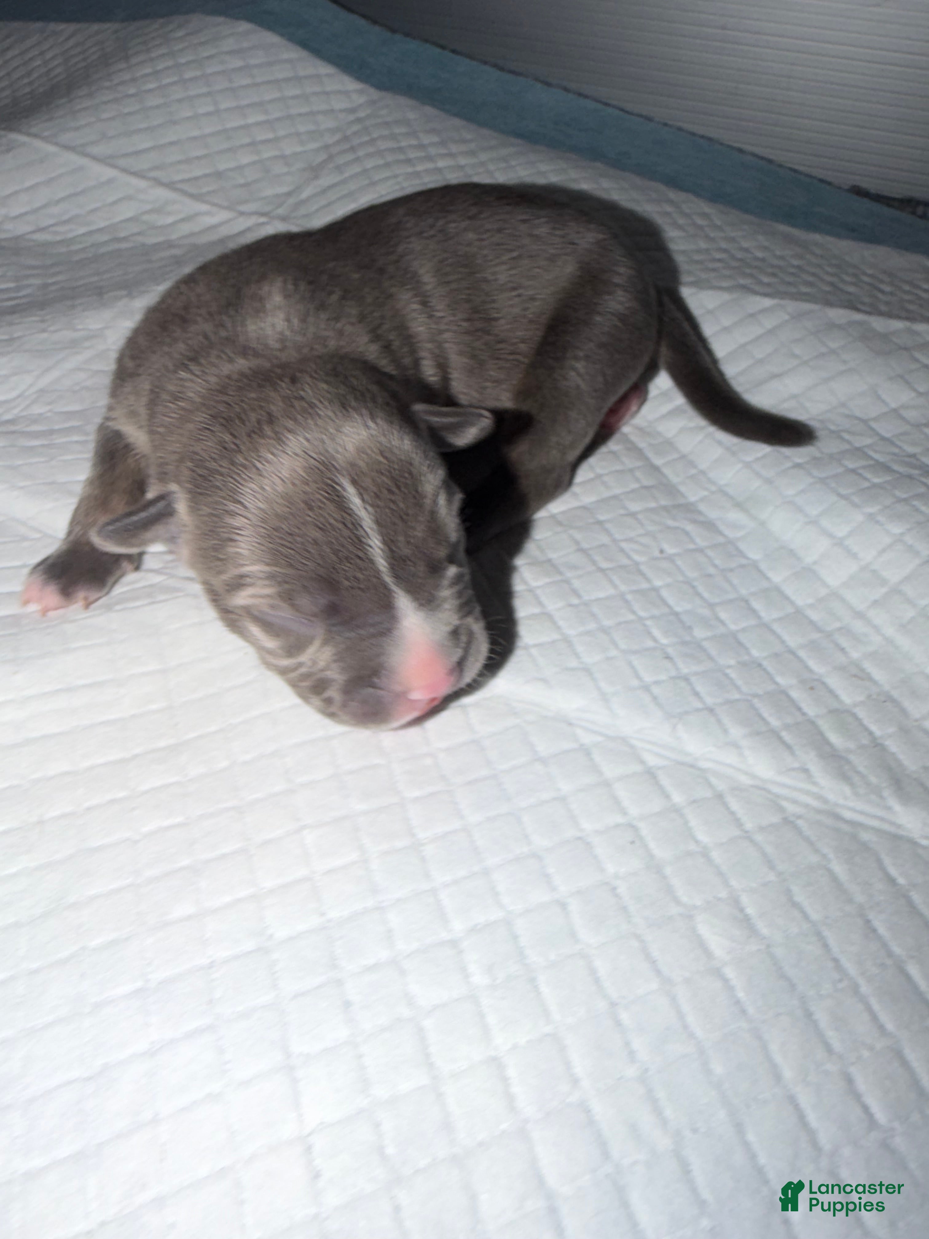 American Bully dogs Lady - Ad 1