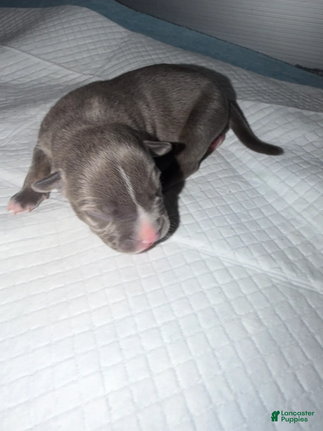American Bully dogs for sale: Lady - Ad 1