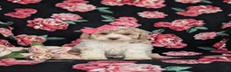 Bichpoo dogs for sale: Susie Hypoallergenic - Ad 6