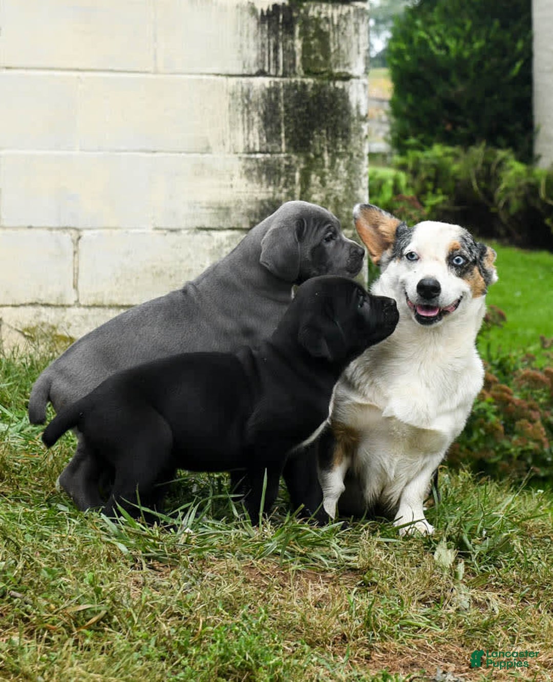 Gallery Image {{count}}