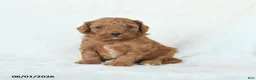 Cavapoo dogs for sale: Honey - Ad 1