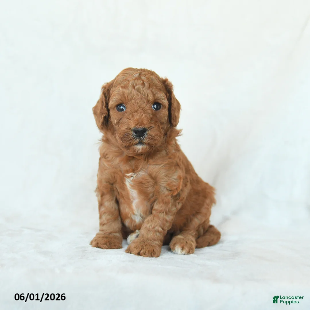 Cavapoo dogs for sale: Honey - Ad 1