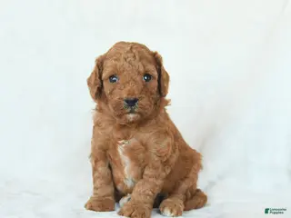 Cavapoo dogs for sale: Honey - Ad 2