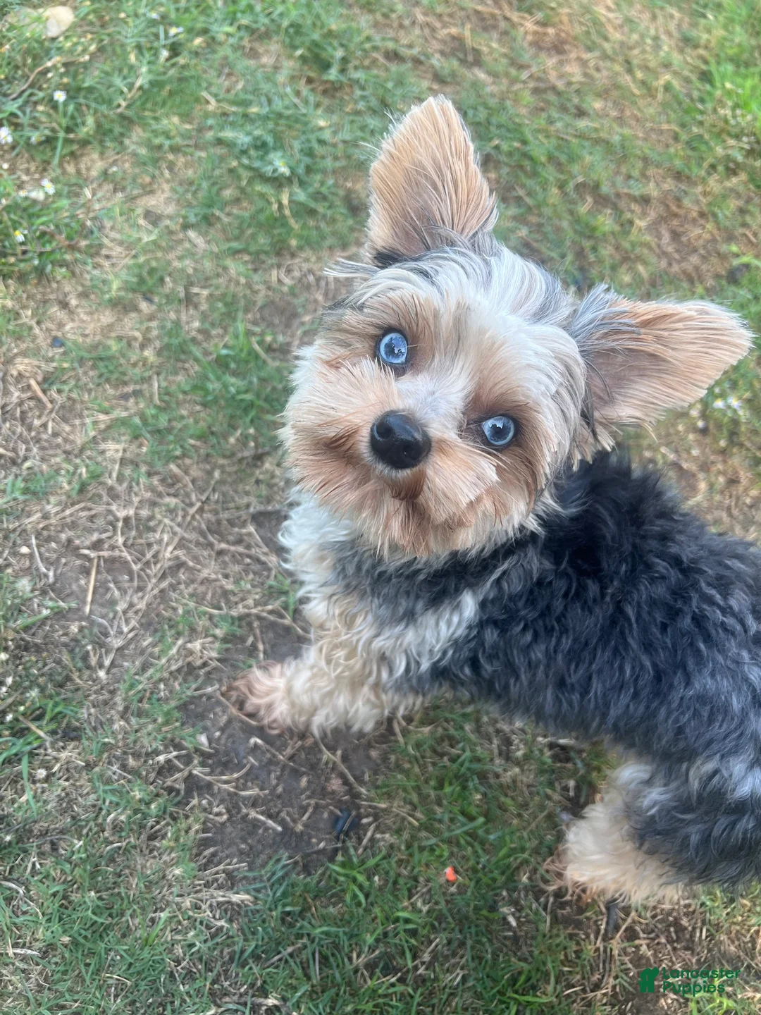 Yorkshire Terrier dogs for sale: Yorkshire Terrier Puppy 1 - Ad 2