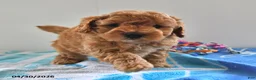 Mini Goldendoodle dogs for sale: Simon - Ad 2