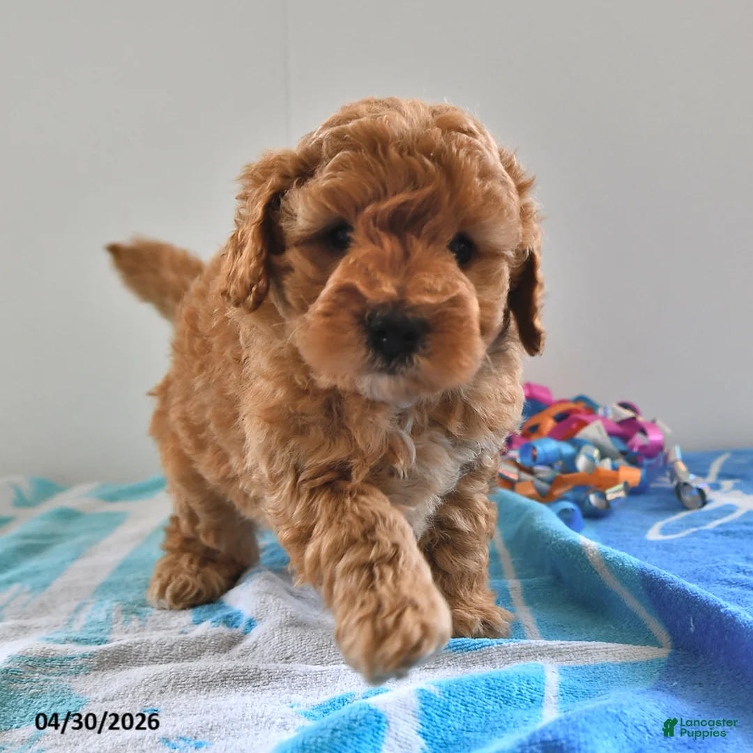 Mini Goldendoodle dogs for sale: Simon - Ad 2