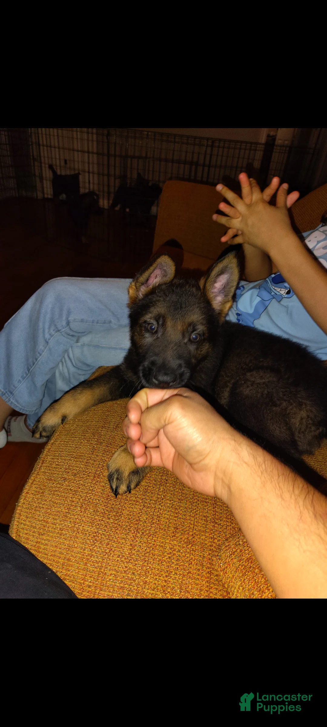 German Shepherd dogs for sale: Duke - Ad 2