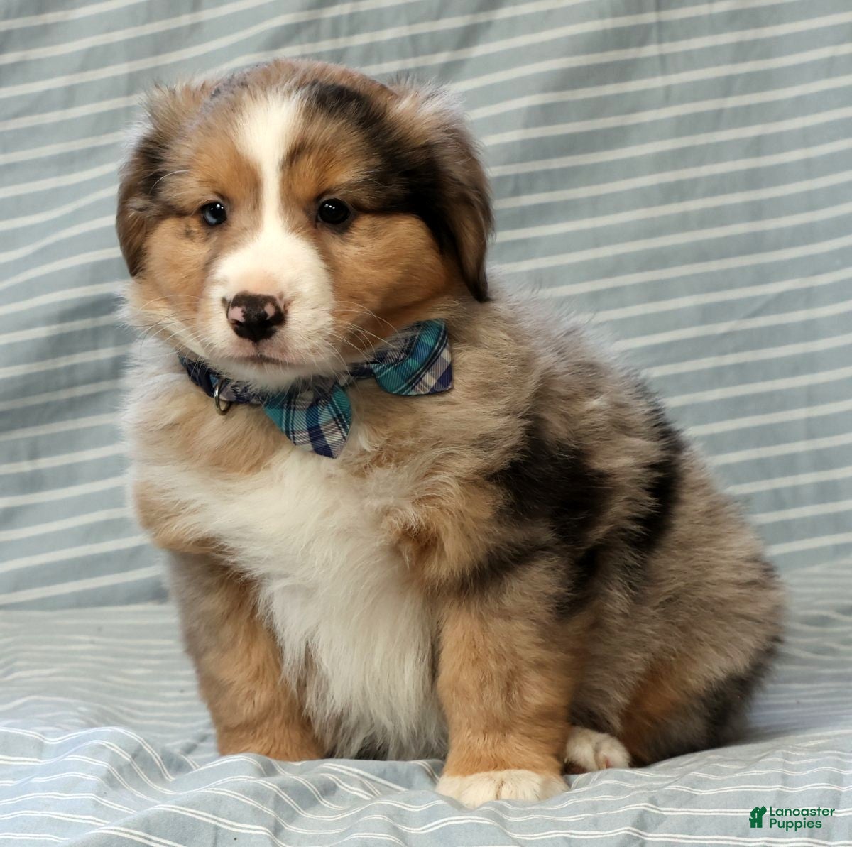 Australian Shepherd dogs for sale: Jett - Ad 9