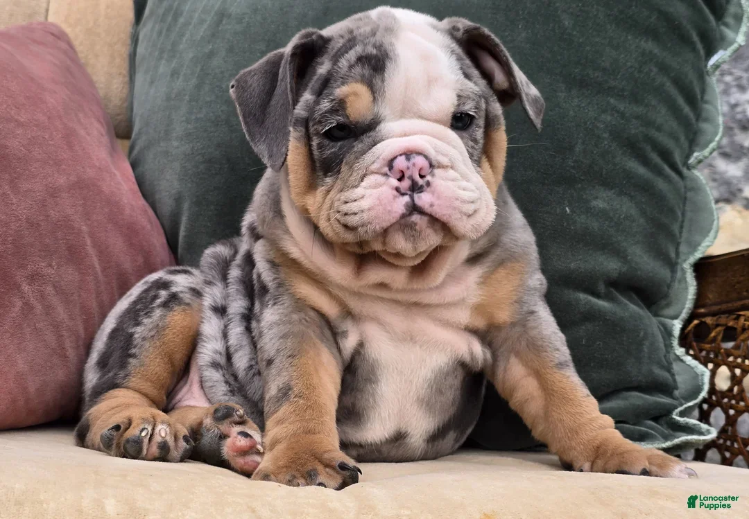Blue​ English Bulldog Puppies for sale Lancaster Puppies
