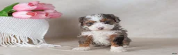 Bernedoodle dogs for sale: Lou - Ad 3