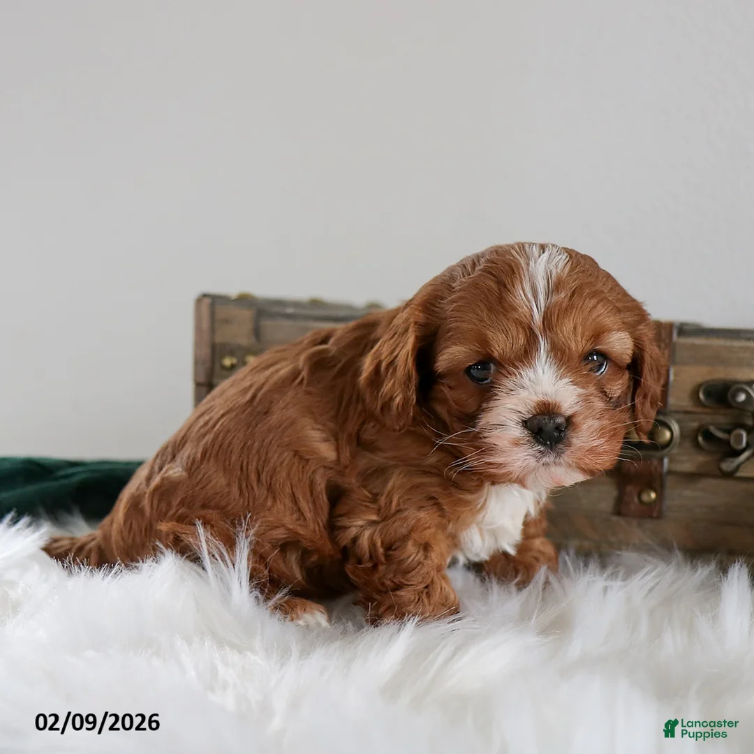 Cavapoo dogs for sale: Benji - Ad 3