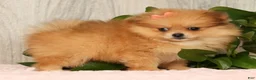 Pomeranian dogs for sale: Chai - Ad 3
