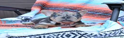 Mixed Breed dogs for sale: Chimpanzee - Ad 2
