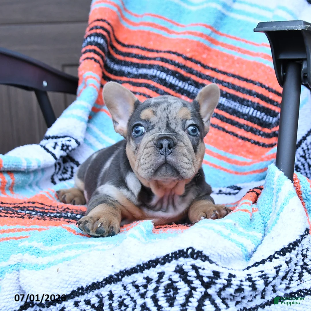 Mixed Breed dogs for sale: Chimpanzee - Ad 2