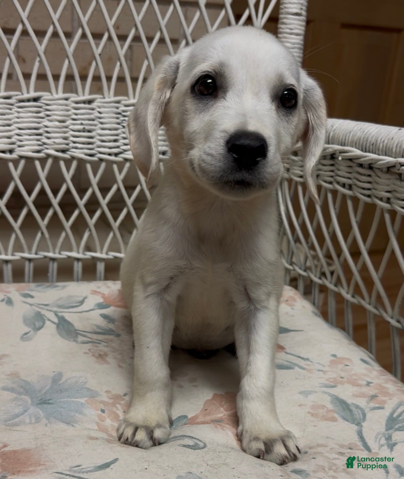 Labrador Retriever dogs for sale: Labrador Retriever Jackie - Ad 56