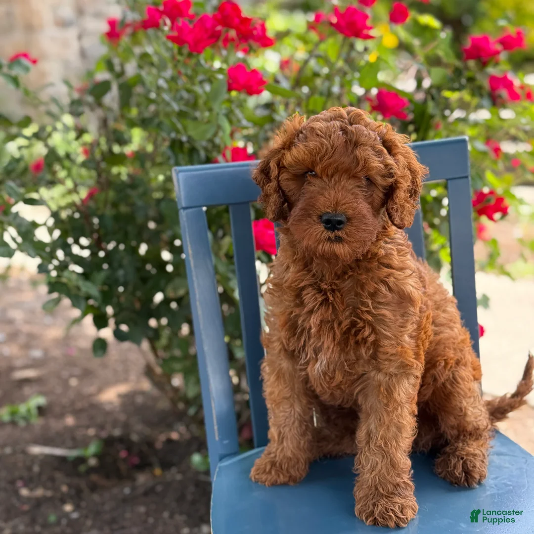 Mini Goldendoodle dogs for sale: Cookie - Ad 1