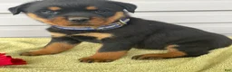 Rottweiler dogs for sale: Roxy - Ad 4
