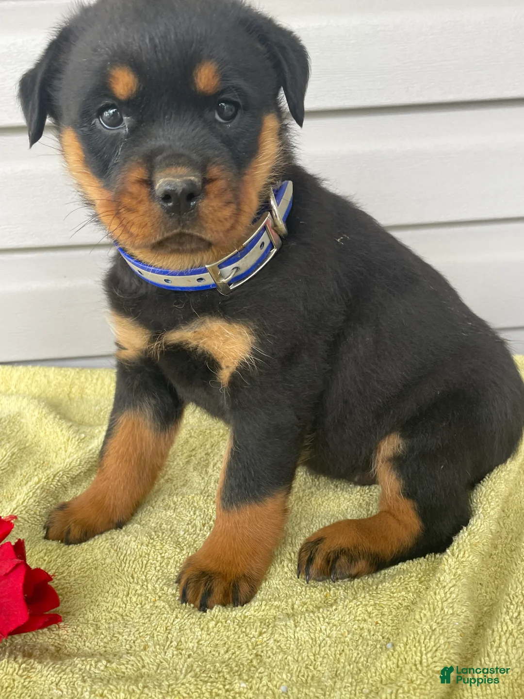 Rottweiler dogs for sale: Roxy - Ad 4