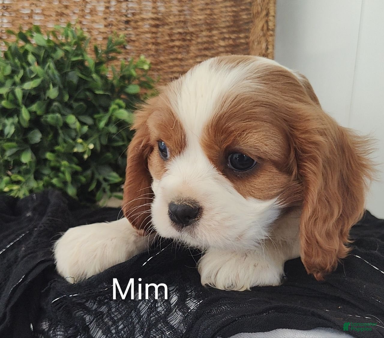 Cavalier King Charles Spaniel dogs Mim - Ad 1