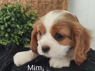 Cavalier King Charles Spaniel dogs for sale: Mim - Ad 3