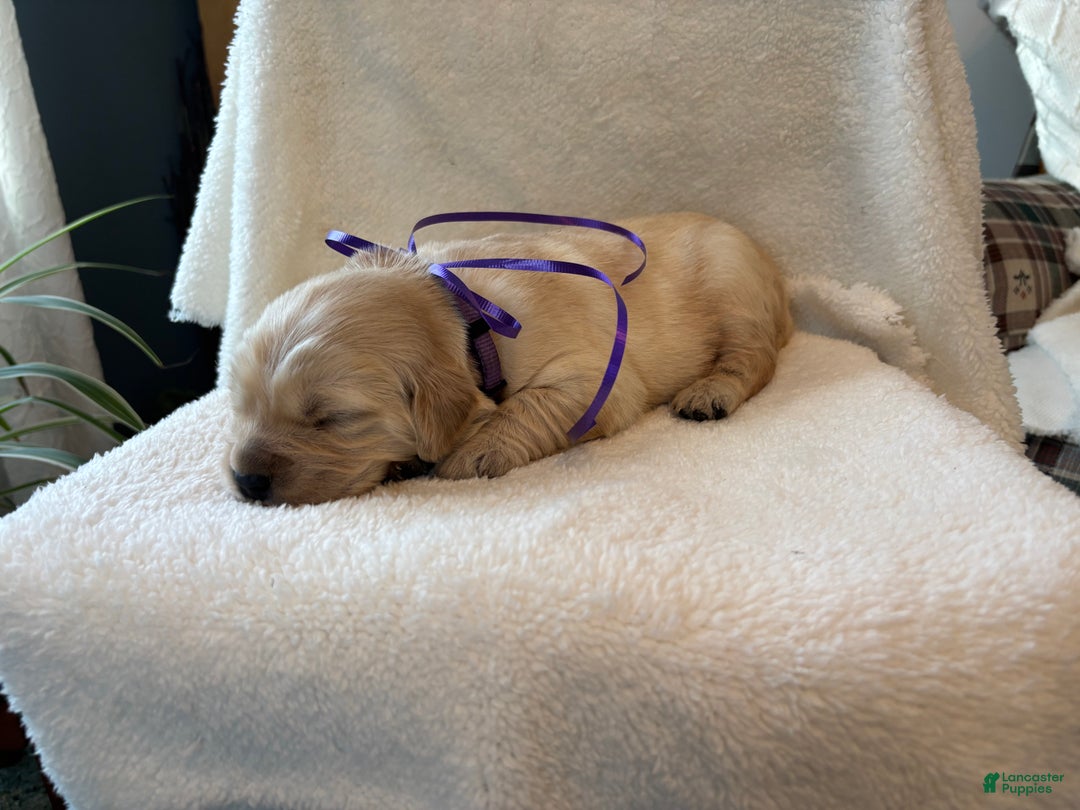 Golden Retriever dogs for sale: Emmy - Ad 3