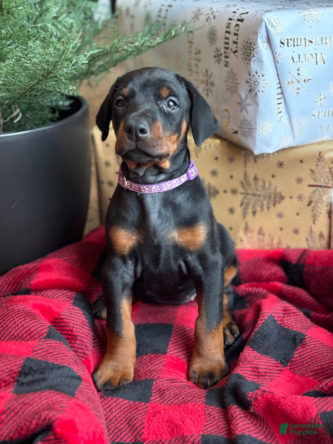 Doberman Pinscher dogs for sale: Doberman Pinscher Puppy 4 - Ad 2