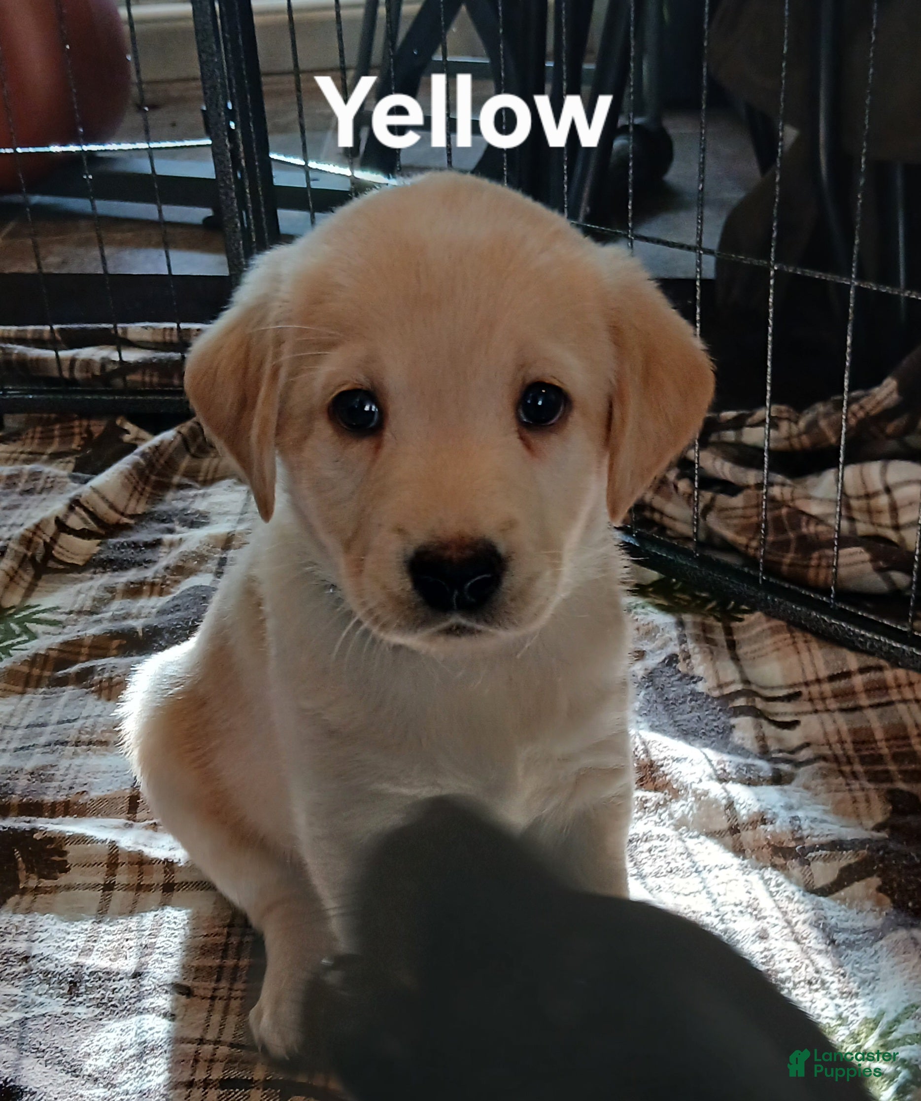 Labrador Retriever dogs Labrador Retriever Yellow collar - Ad 11