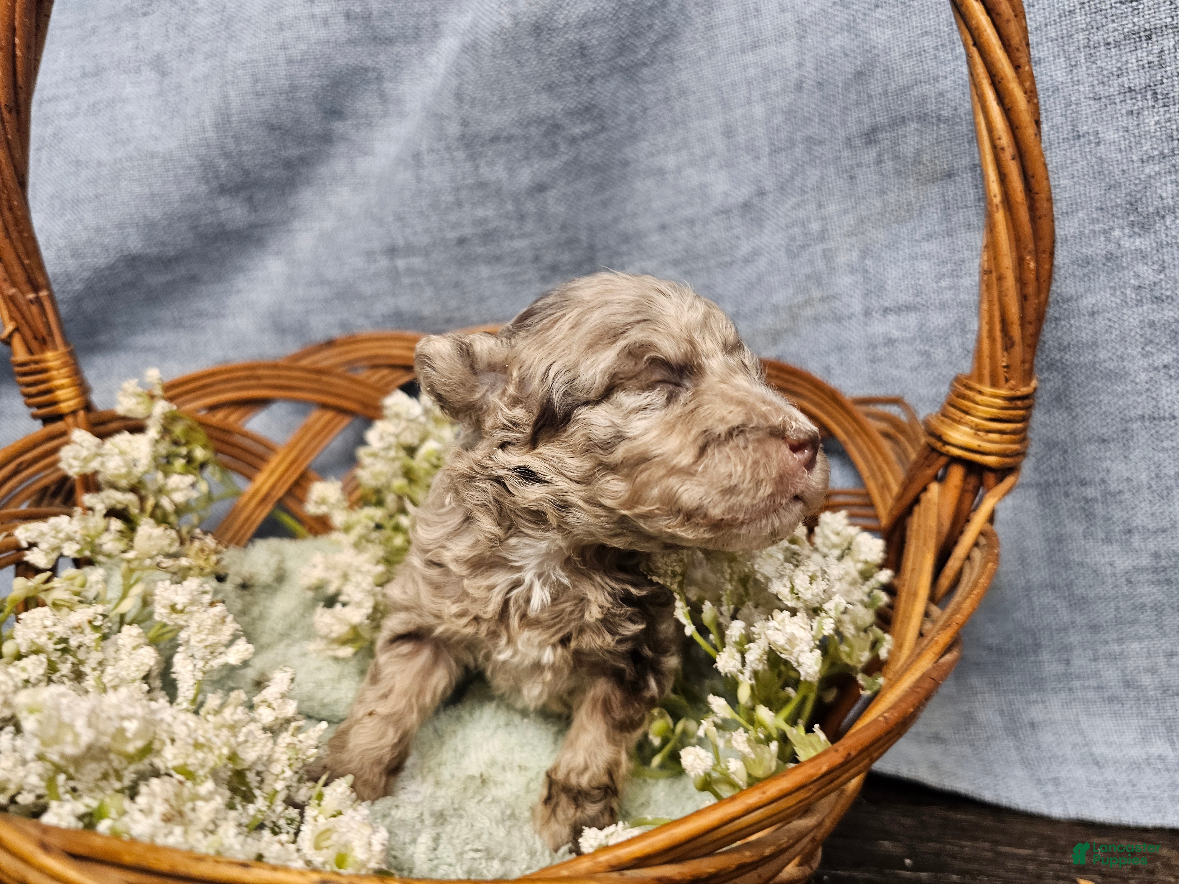 Mini Goldendoodle dogs for sale: Toffee - Ad 2