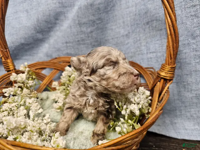 Mini Goldendoodle dogs for sale: Toffee - Ad 2