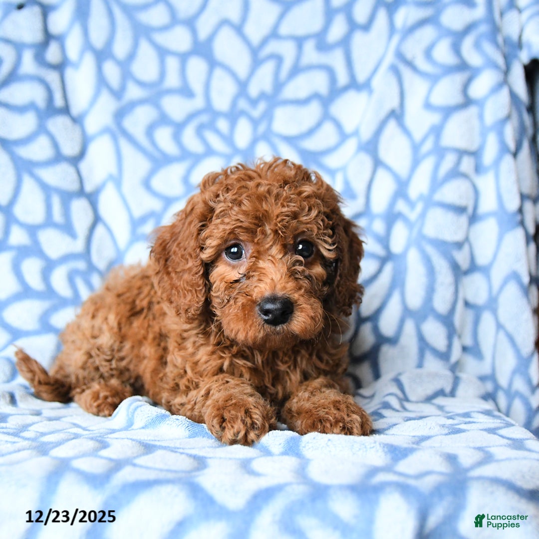 Mini Goldendoodle dogs for sale: Cindy - Ad 3