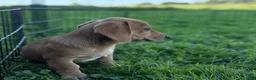 Mixed Breed dogs for sale: Classic Dorgi Female - Corgi & Dachshund Mix - Ad 11