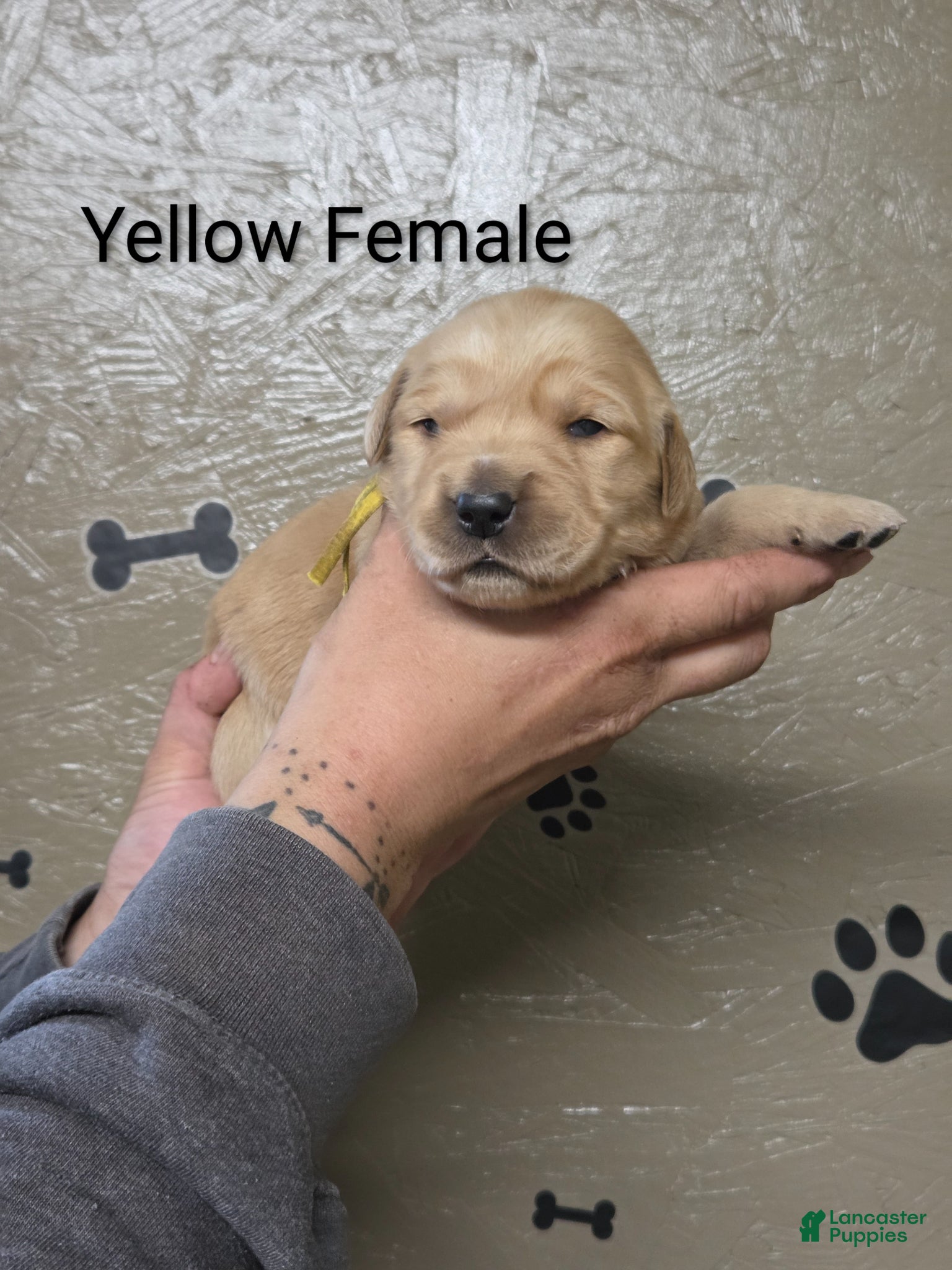 Golden Retriever dogs Sprinkles - Ad 1