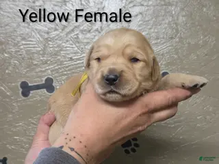 Golden Retriever dogs for sale: Sprinkles - Ad 3