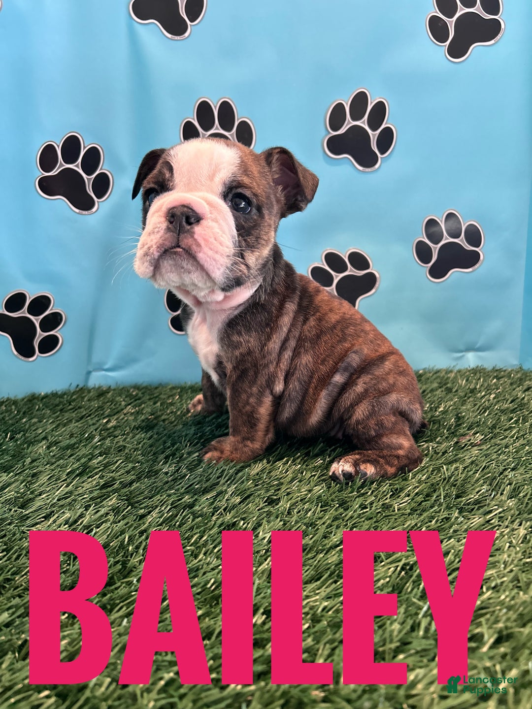 English Bulldog dogs for sale: BAILEY - Ad 2