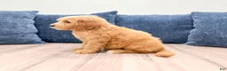 Mini Goldendoodle dogs for sale: Leo - Ad 4