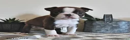 Boston Terrier dogs for sale: Bella   - Ad 3