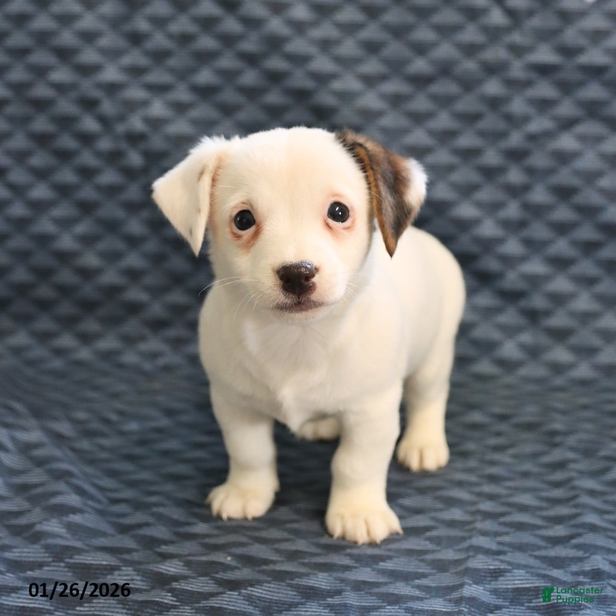 Jack Russell Terrier dogs Isaac - Ad 2