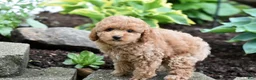 Miniature Poodle dogs for sale: Biscuit - Ad 6