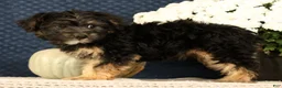 Yorkiepoo dogs for sale: Lonas - Ad 7