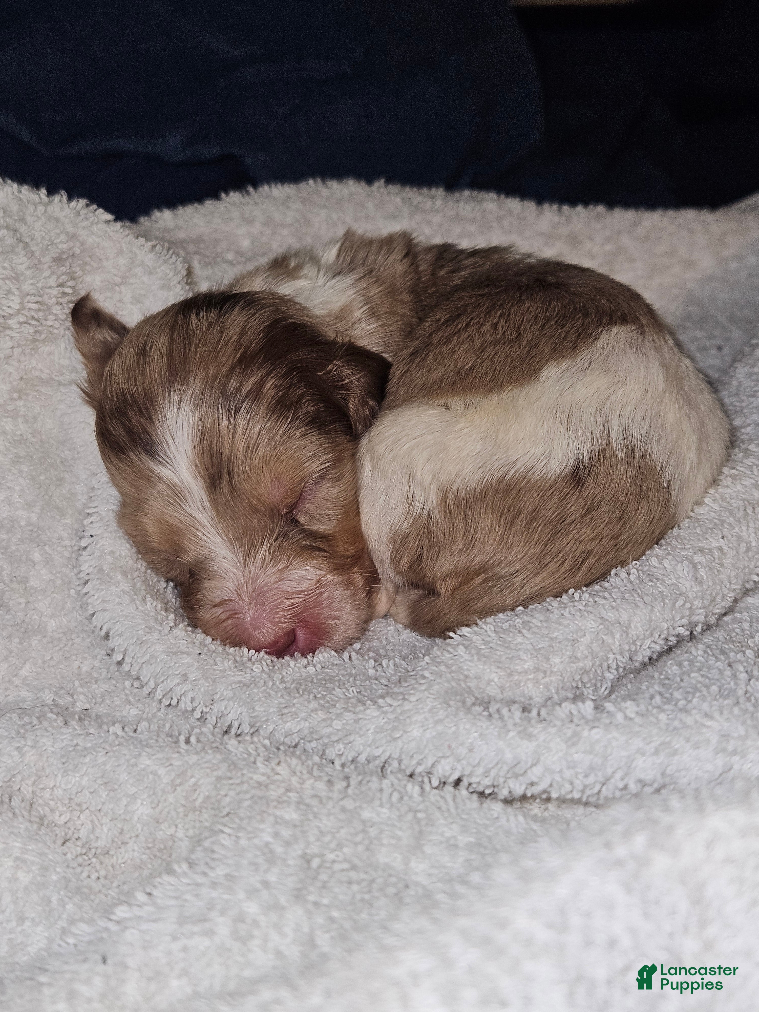 Miniature Dachshund dogs Miniature Dachshund Puppy 1 - Ad 1