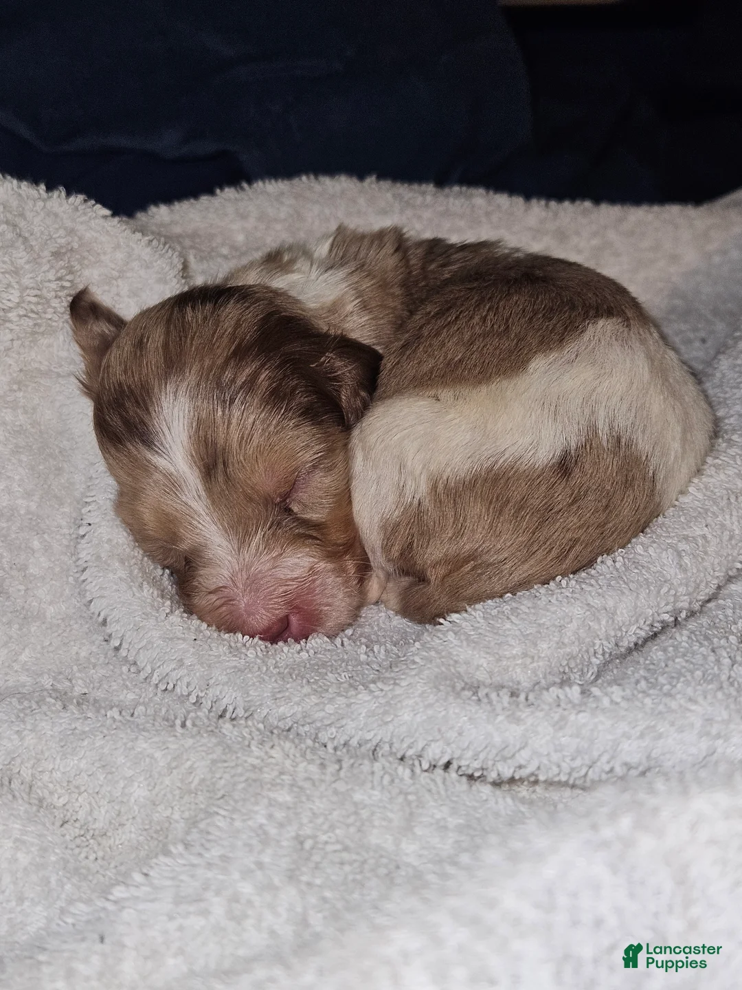 Miniature Dachshund dogs for sale: Miniature Dachshund Puppy 1 - Ad 1