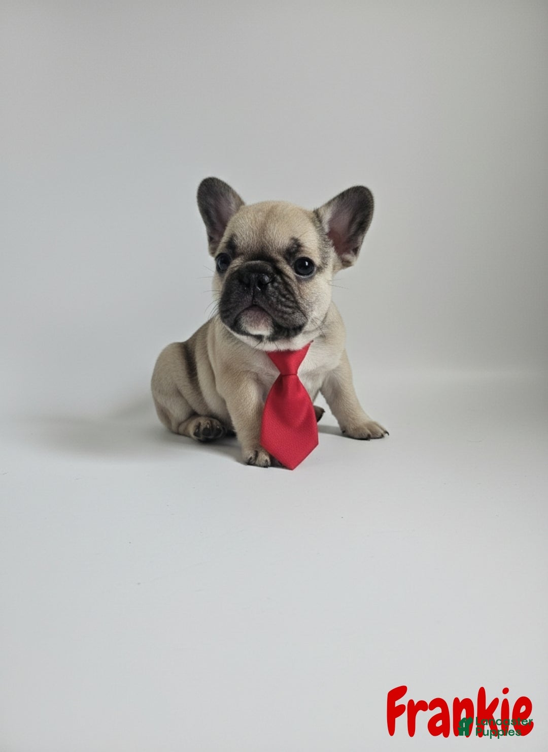 French Bulldog dogs French Bulldog Puppy 3 - Ad 2