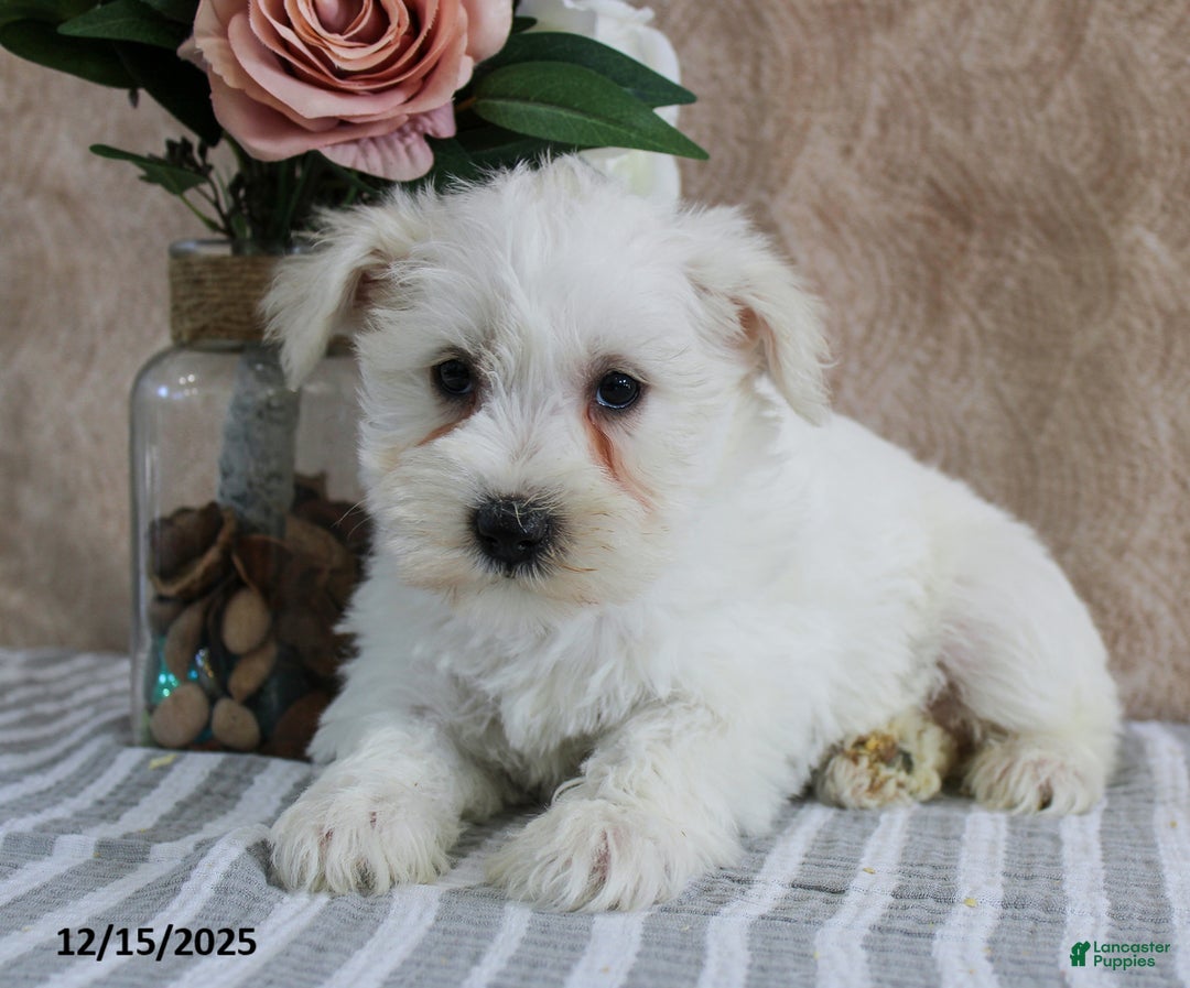 Miniature Schnauzer dogs for sale: Pearl - Ad 5