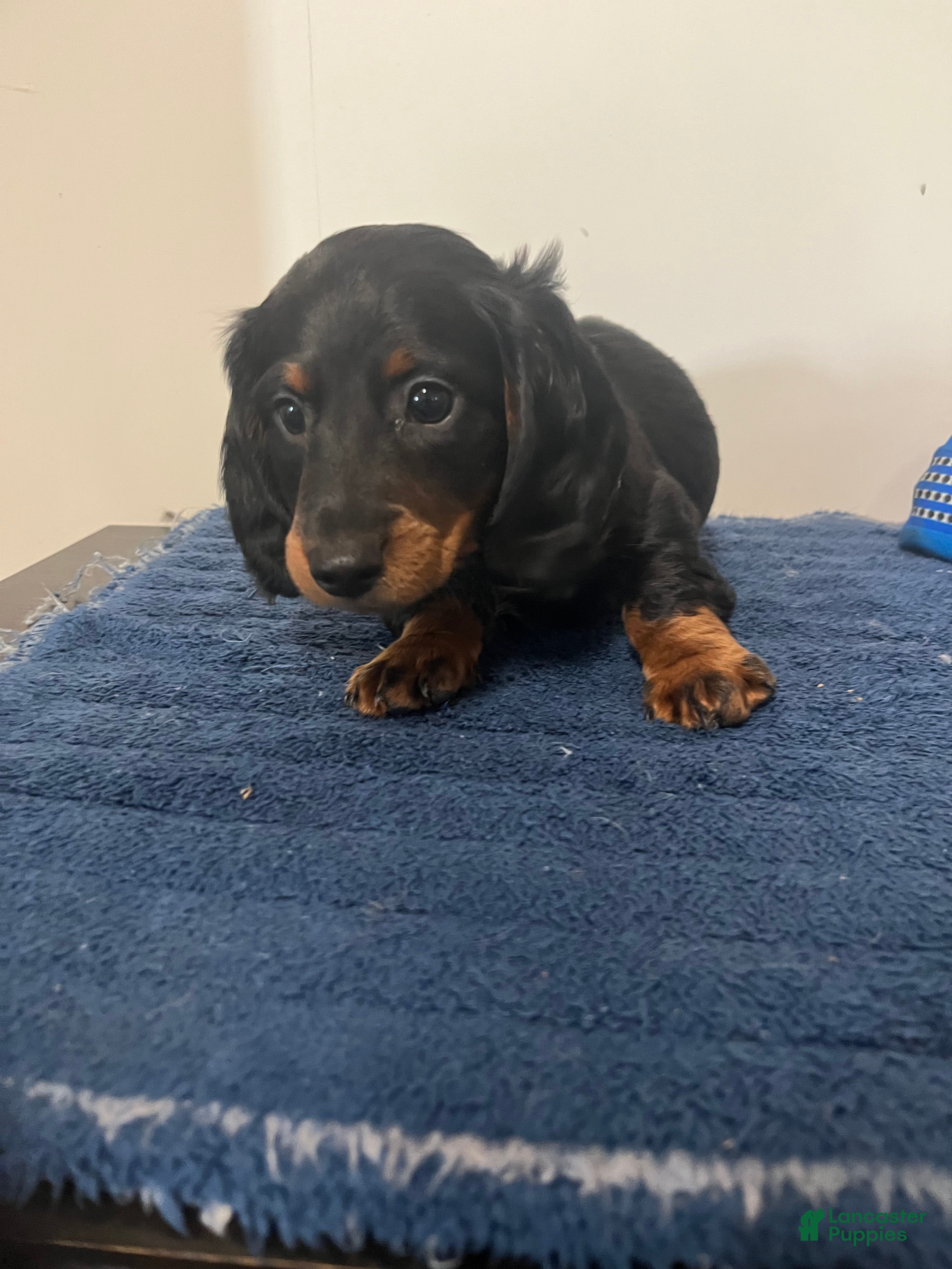 Miniature Dachshund dogs Graham  - Ad 1