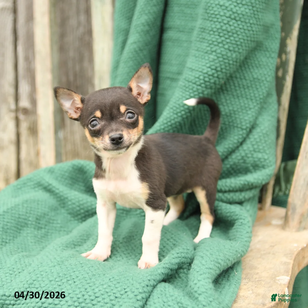 Chihuahua dogs for sale: Princess - Ad 1