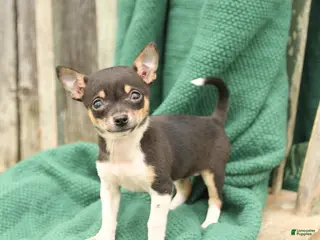 Chihuahua dogs for sale: Princess - Ad 2