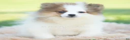 Pomeranian dogs for sale: Biscuit AKC - Ad 2